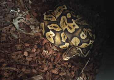 3 royal pythons fir sale