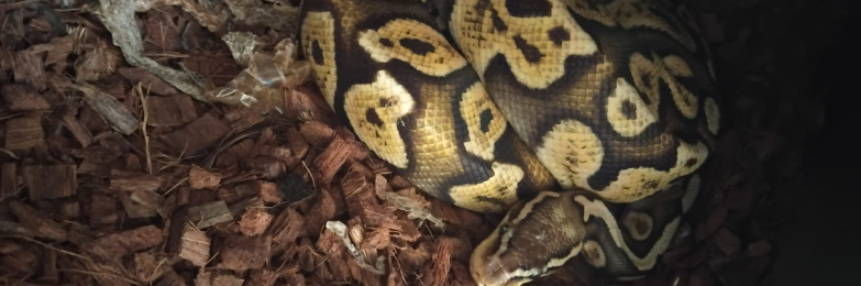 3 royal pythons fir sale