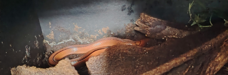 Yunnan x bamboo rat snake with viv