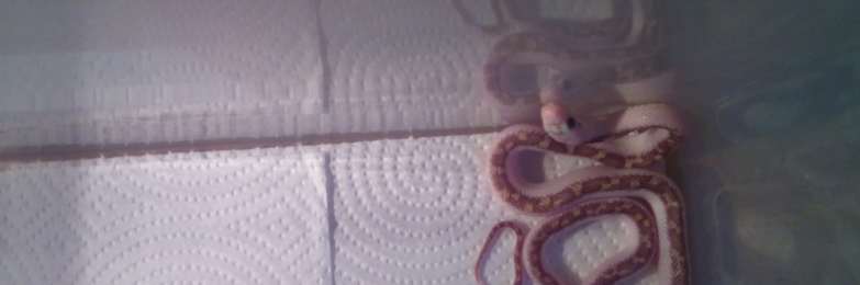 Male White-sided Black Rat Snake For Sale in Manchester