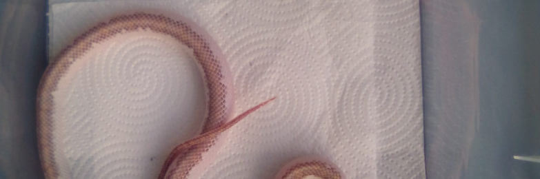 Female White-sided Black Rat Snake For Sale in Manchester