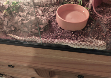 Adult male hognose with full set up