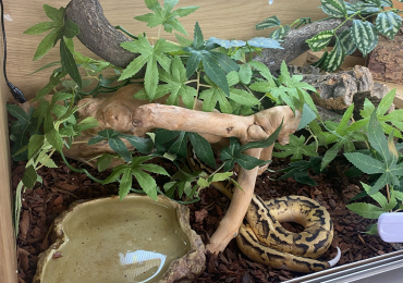 Male lemon pastel pied