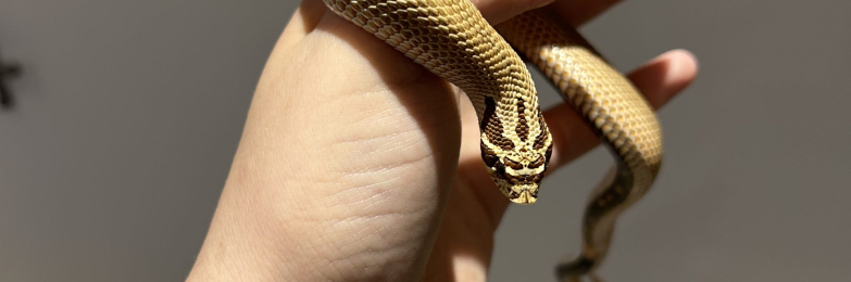 2.5 year old Hognose – Superconda morph including vivarium and setup