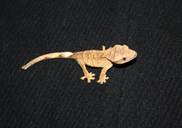 Crested geckos