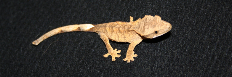 Crested geckos