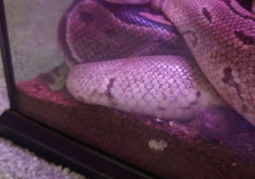 Royal python (ball pythons)