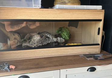 Snake for sale
