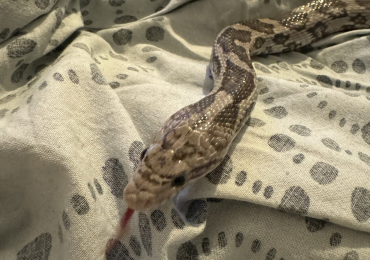 Anertherystic Cornsnake