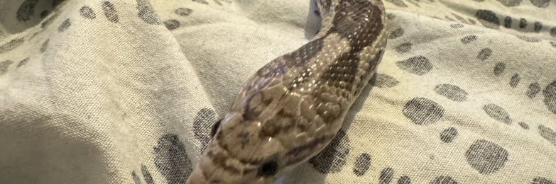 Anertherystic Cornsnake