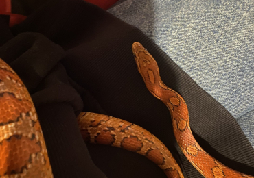 corn snake – 3 foot