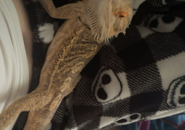 Bearded dragon for sale