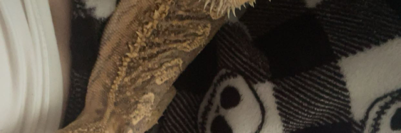 Bearded dragon for sale