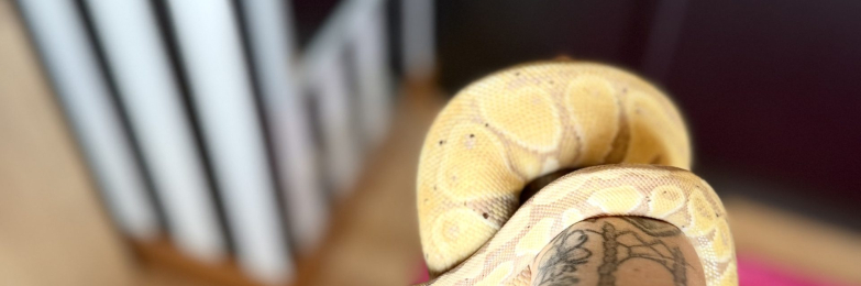 Banana Royal Python and Vivarium Set-UP