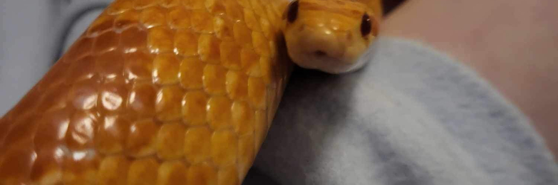 Corn Snake for Sale