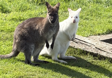Bennett’s wallabies