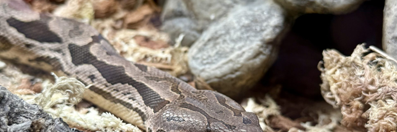Dumerils Boa