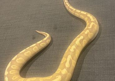 Cinnamon banana royal python