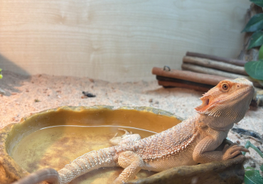 bearded dragon