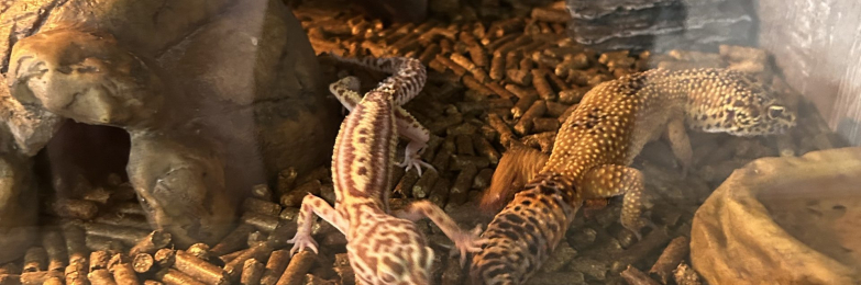 3 leopard geckos and vivarium