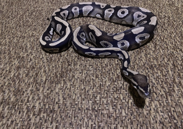 Corn snakes and royal