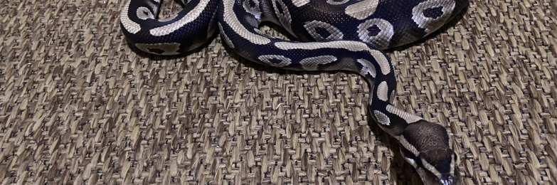 Corn snakes and royal
