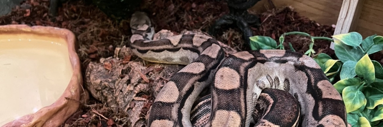 Dwarf Boa + Full Setup