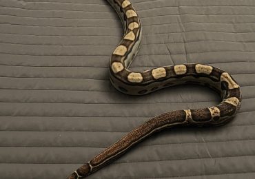 Dwarf Boa + Full Setup