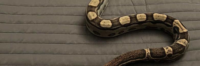 Dwarf Boa + Full Setup
