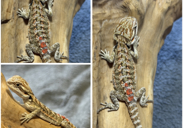 STUNNING BEARDIES- June 12th
