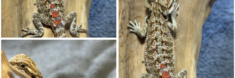 STUNNING BEARDIES- June 12th
