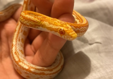 Corn snake and enclosure for sale