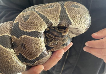 Ball Python