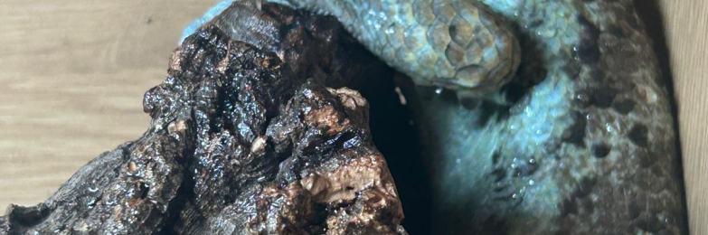Monkey tailed skink