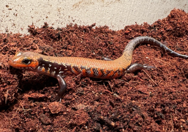 African fire skink