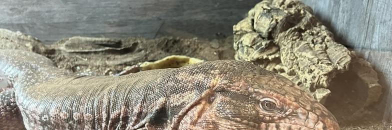 Argentine Red Tegu