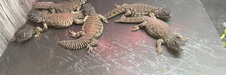 Uromastyx nigraventris