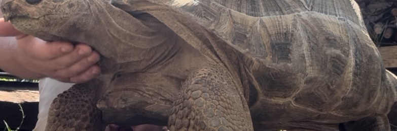 Aldabra giant tortoise
