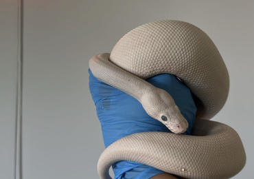 White ball python