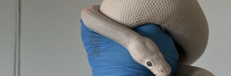 White ball python