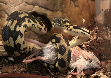 Juvenile jungle carpet python