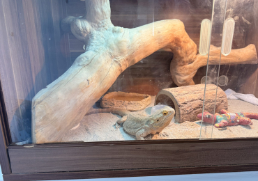 Bearded Dragon