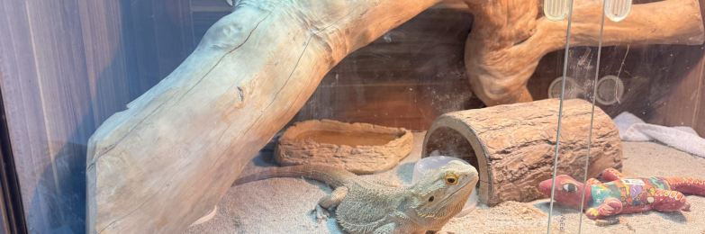 Bearded Dragon