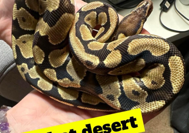 Fire het desert ghost