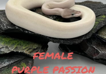Purple passion mahogany Ball python