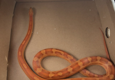 Adult amel motley corn snake male