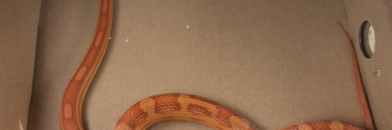 Adult amel motley corn snake male