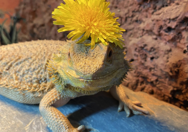 Female bearded dragon – very friendly, chilled out girl
