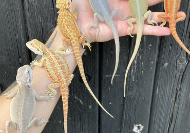 Various Bearded Dragon Morphs