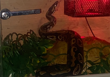 Ball python with full set up